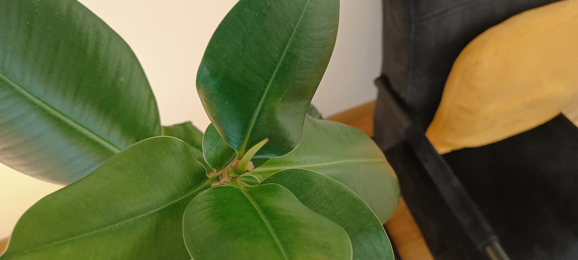 La plante et le fauteuil aux couleurs chaudes du cabinet de Philippe Deslandes